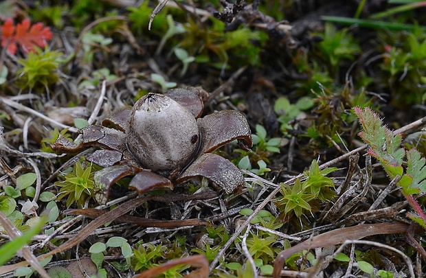 hviezdovka maďarská Geastrum hungaricum Hollós