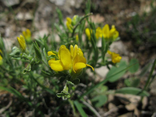 kručinka Genista subcapitata L.