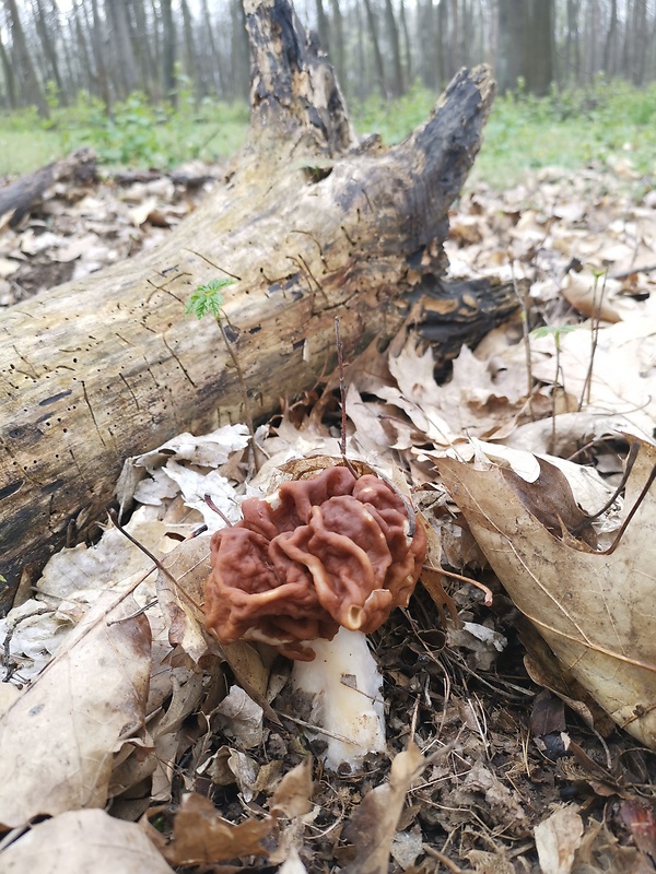 ušiak obrovský Gyromitra gigas (Krombh.) Cooke