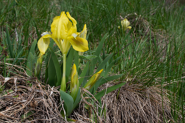 kosatec nízky Iris pumila L.