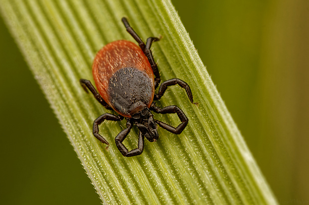 kliešť obyčajný Ixodes ricinus