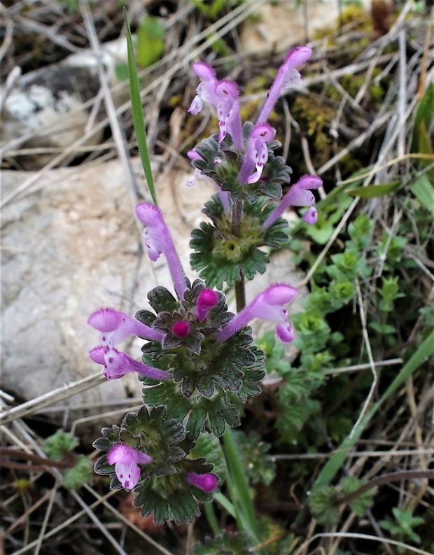 hluchavka objímavá Lamium amplexicaule L.