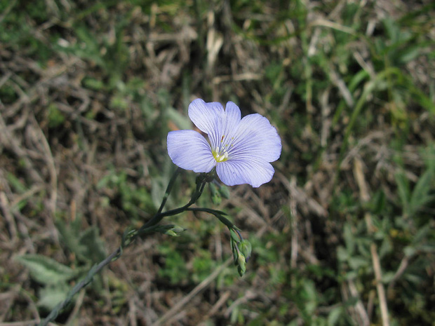 ľan Linum sp. L.