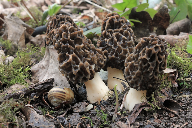 smrčok jedlý Morchella esculenta (L.) Pers.