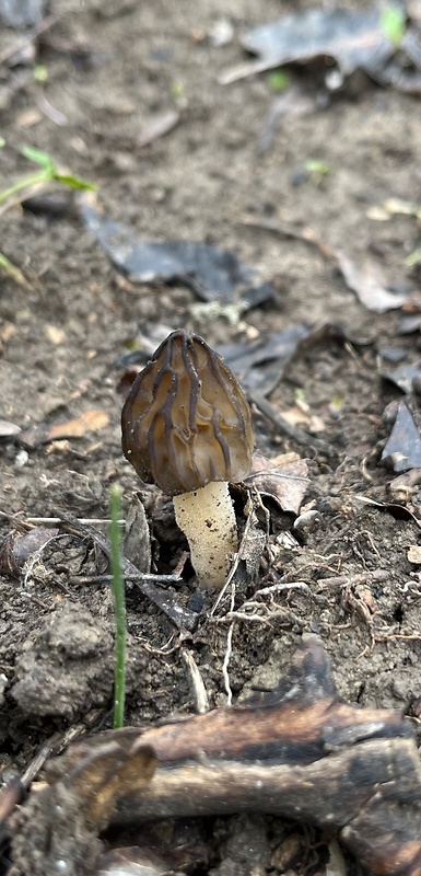 smrčok hybridný Morchella semilibera DC.