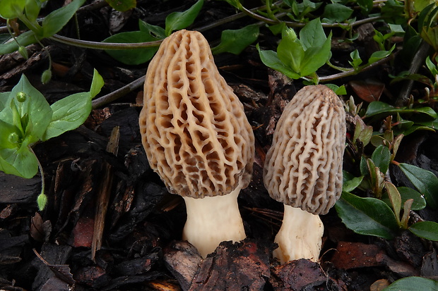 smrčok Morchella sp.