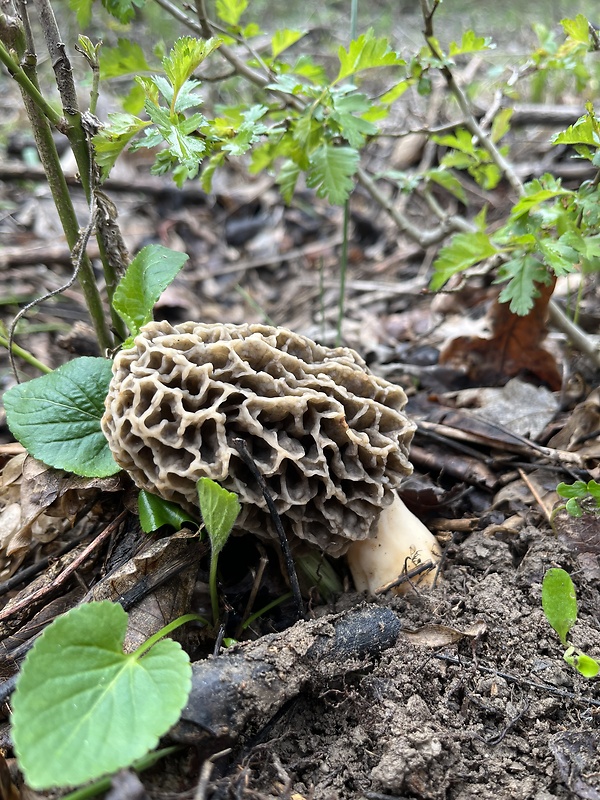 smrčok Morchella sp.