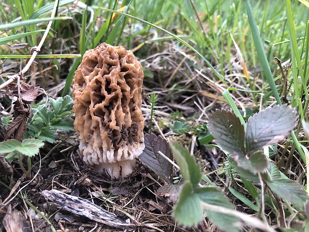 smrčok stepný Morchella steppicola Zerova