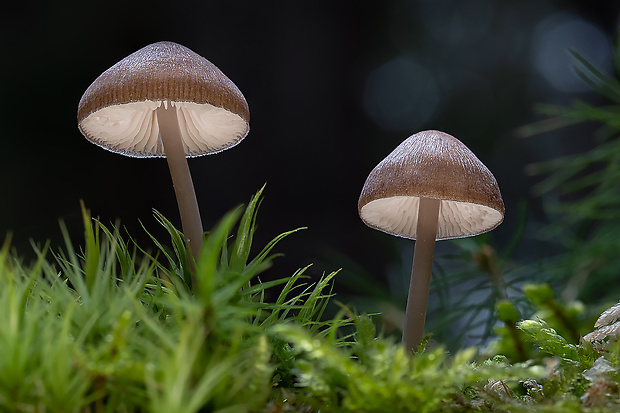 prilbička šišková Mycena strobilicola J. Favre & Kühner