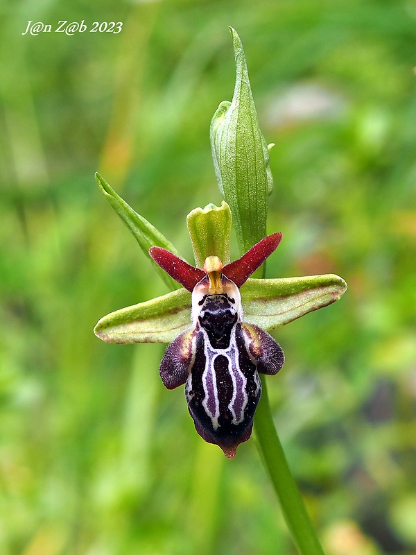 hmyzovník krétsky Ophrys cretica ssp. ariadnae