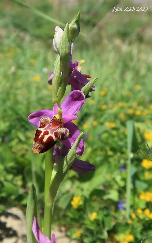 hmyzovník Ophrys scolopax subsp. heldreichii