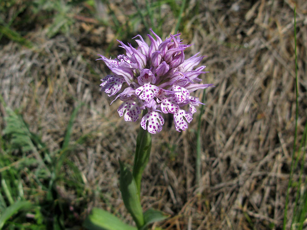 rindera Rindera tetraspis Pall.