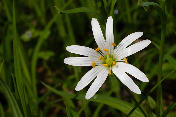 hviezdica veľkokvetá Stellaria holostea L.