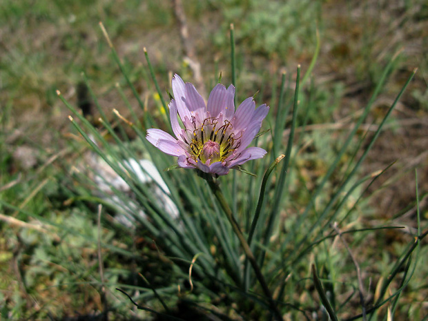 kozobrada Tragopogon pterodes (Guss.) Raimondo