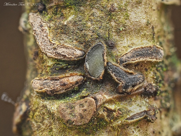 kolpóma dubová Colpoma quercinum (Pers.) Wallr.