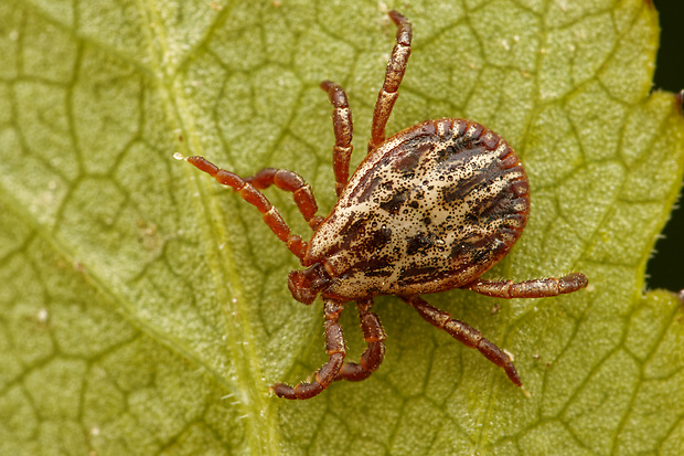 pijak lužný Dermacentor reticulatus