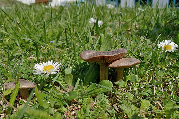 hodvábnica včasná Entoloma vernum S. Lundell