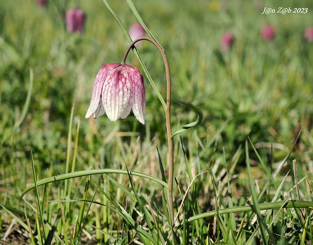 korunkovka strakatá Fritillaria meleagris L.