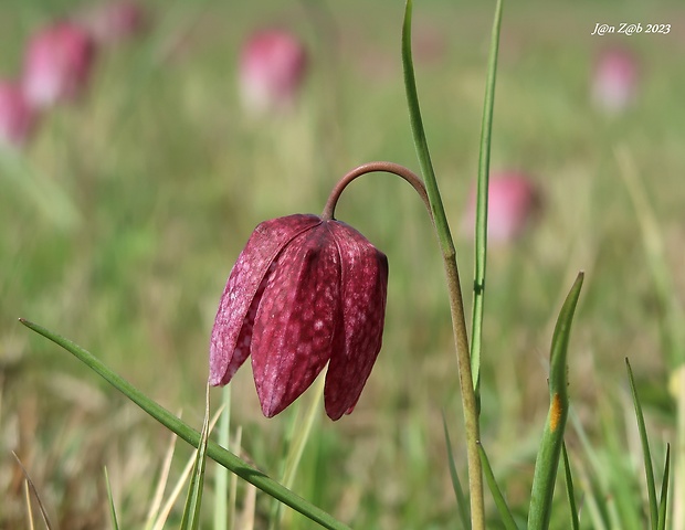 korunkovka strakatá Fritillaria meleagris L.