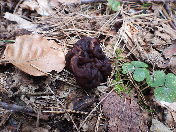 ušiak obyčajný Gyromitra esculenta (Pers.) Fr.