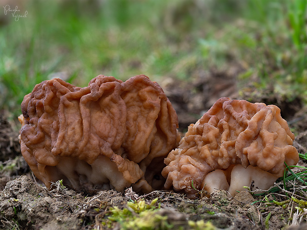 ušiak obrovský Gyromitra gigas (Krombh.) Cooke