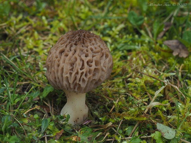 smrčok kužeľovitý Morchella conica Pers.