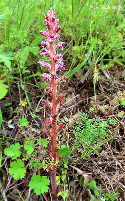 záraza Orobanche pubescens d’Urv.