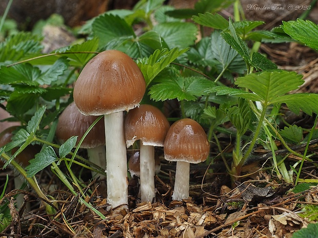 drobuľka Psathyrella sp.