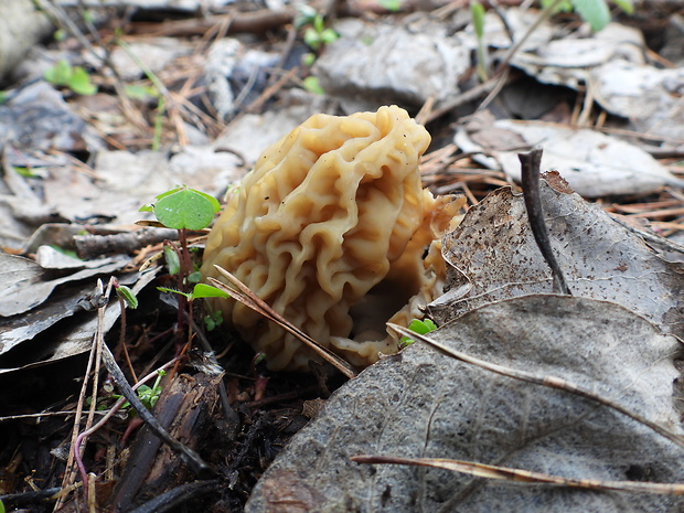 smrčkovec český Verpa bohemica (Krombh.) J. Schröt.