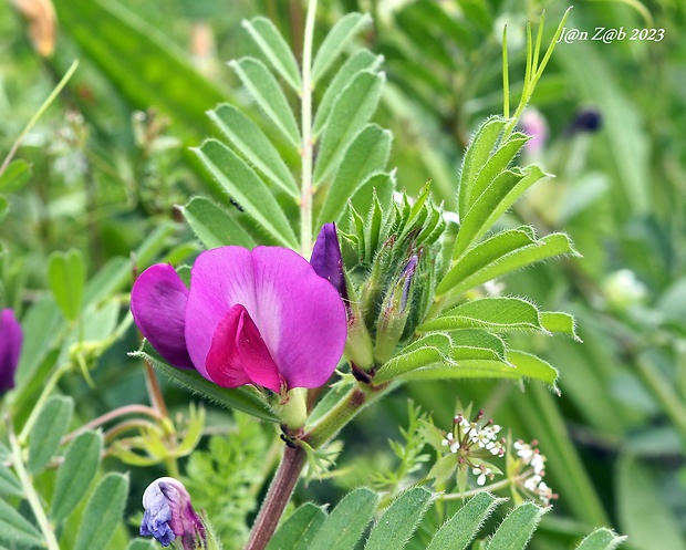 vika úzkolistá Vicia angustifolia L.