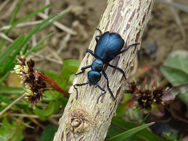 májka fialová meloe violaceus