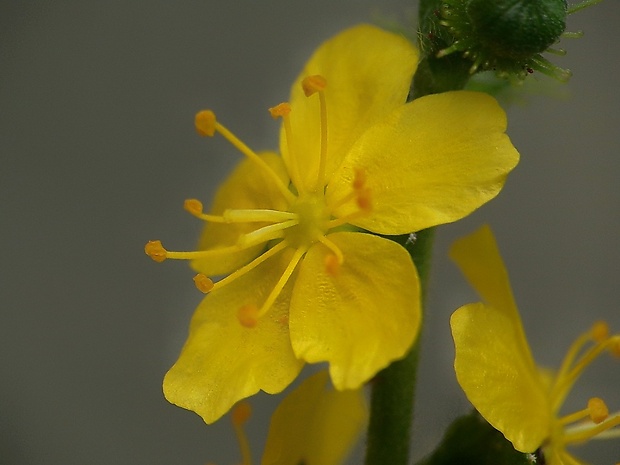 repík lekársky Agrimonia eupatoria L.