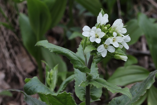 arábka ovisnutá Arabis turrita L.