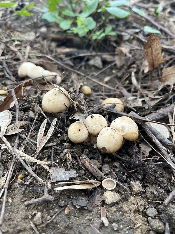 čírovnica májová Calocybe gambosa (Fr.) Donk