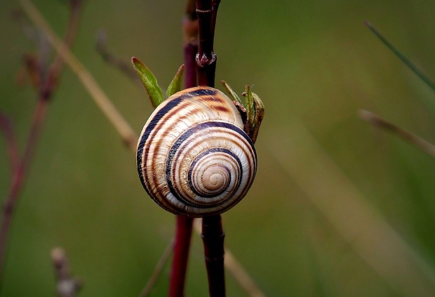 slimák pásikavý (sk) / páskovka žíhaná (cz) Cepaea vindobonensis (Férussac, 1821)