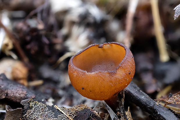 jahňadka Ciboria sp.