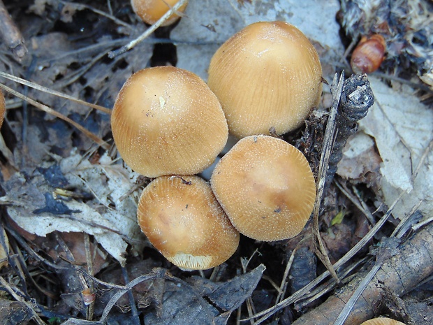 hnojník ligotavý Coprinellus micaceus (Bull.) Vilgalys, Hopple & Jacq. Johnson