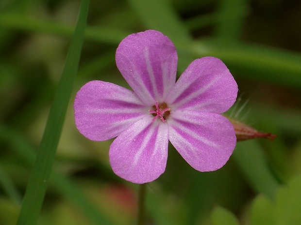 pakost smradľavý Geranium robertianum L.