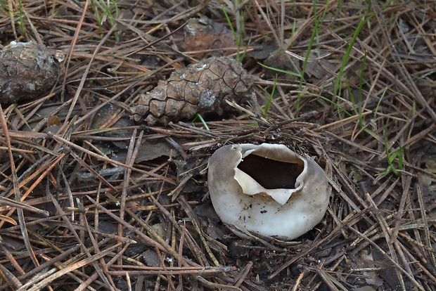 chriapač sosnový Helvella leucomelaena (Pers.) Nannf.