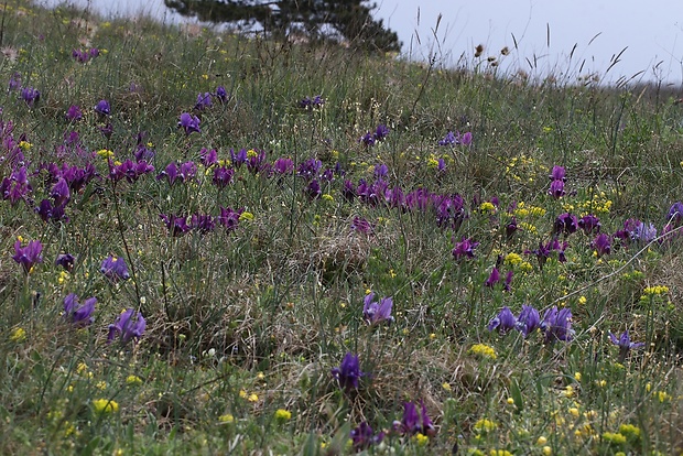 kosatec nízky Iris pumila L.