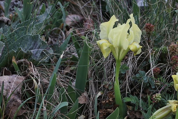 kosatec nízky Iris pumila L.