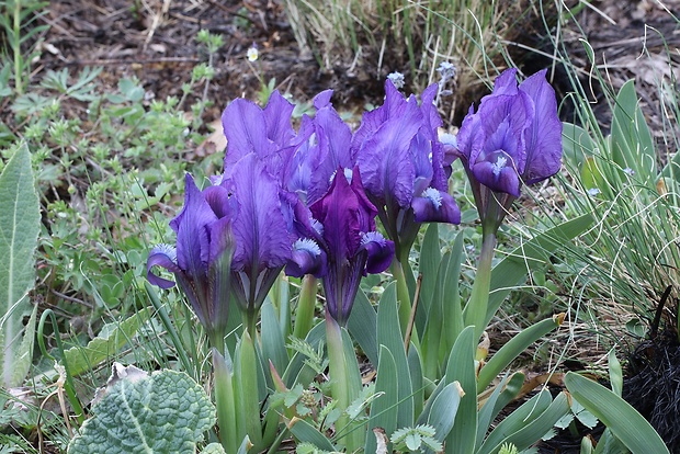 kosatec nízky Iris pumila L.