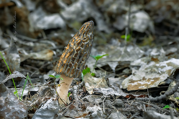 smrčok kužeľovitý Morchella conica Pers.