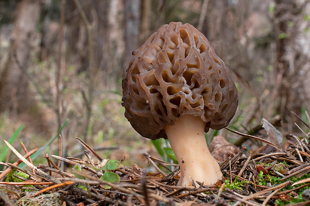 smrčok kužeľovitý Morchella conica Pers.