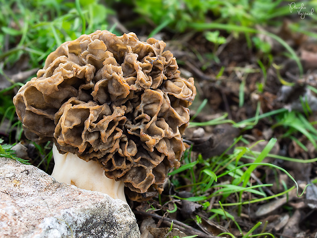 smrčok obyčajný Morchella vulgaris (Pers.) Gray