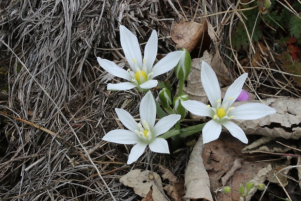 bledavka okolíkatá Ornithogalum umbellatum L