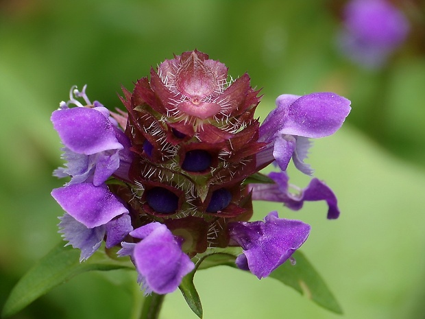 čiernohlávok obyčajný Prunella vulgaris L.