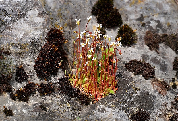 lomikameň trojprstý Saxifraga tridactylites L.