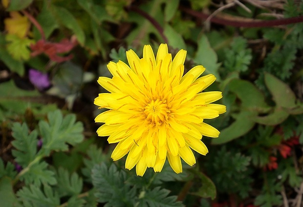 púpava Taraxacum sect. Erythrosperma