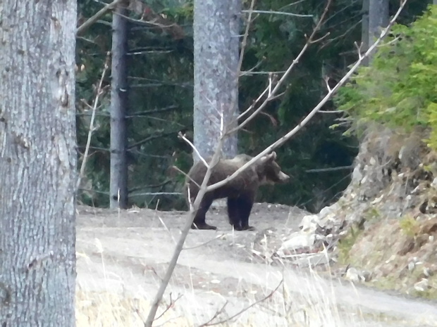 medveď mláďa Ursus ursus (Linnaeus, 1758)